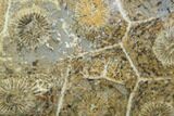 Polished Fossil Coral (Actinocyathus) - Morocco #100633-1